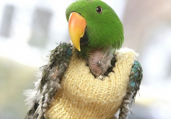 Шерстяные свитеры спасли жизнь попугаю