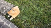 Акита-ину (Акита) / Akita Inu (Akita Jnu, Japanese Akita)